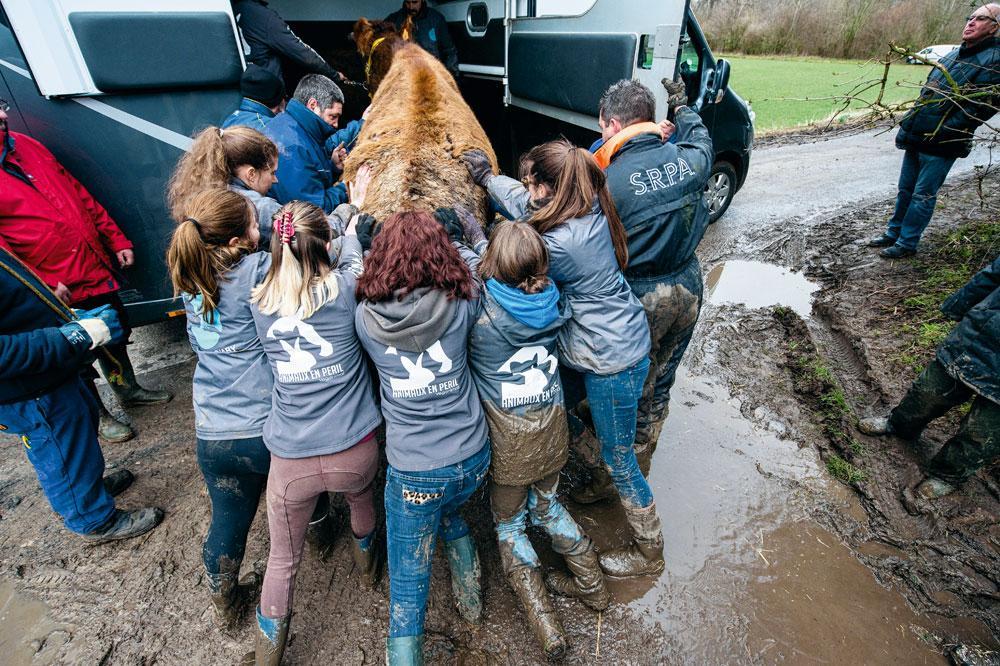 Le 13 mars dernier, des refuges recueillent 79 animaux maltraités saisis près de Mons. Deux mois plus tard, l'administration veut confier une douzaine de brebis rescapées à un éleveur, incident qui met le feu aux poudres.