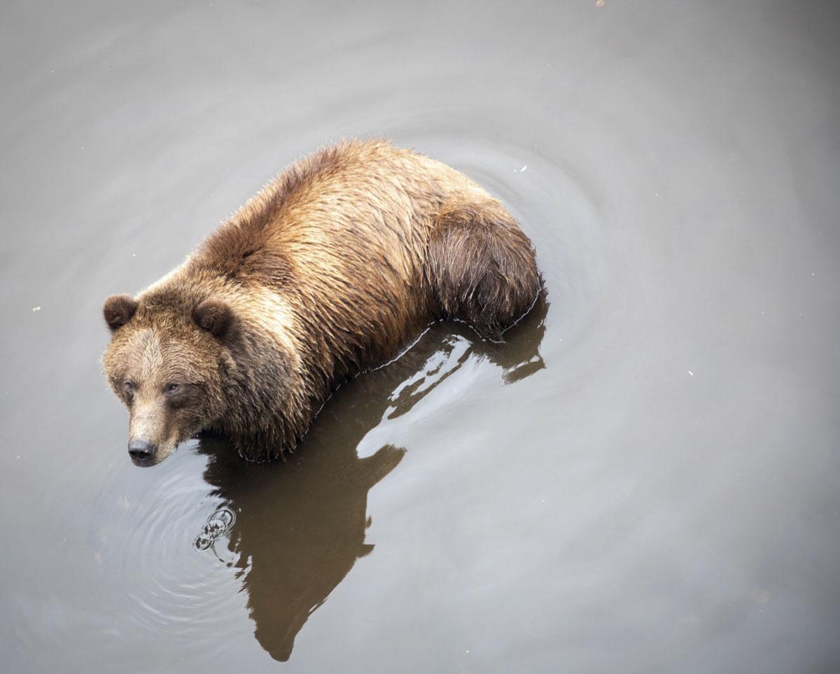 Fortress of the Bear in Sitka is een opvangcentrum voor beren die jong hun moeder verloren en daardoor niet meer in de natuur kunnen leven.