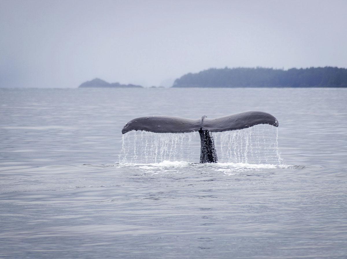 Walviskijken is een populaire toeristische attractie geworden. Het is indrukwekkend om deze reusachtige dieren gracieus boven water te zien komen.