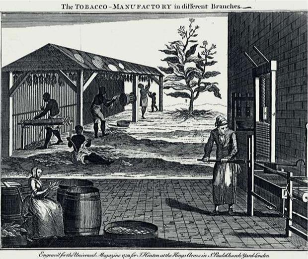 Le processus de transformation du tabac dans la colonie anglaise de Virginie. Le tabac fait rapidement l'objet d'une consommation effrénée en Angleterre.