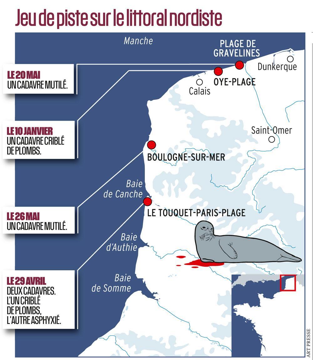 Baie de Somme: qui veut la peau des phoques?