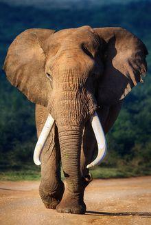 A cause du braconnage, de moins en moins d'éléphantes d'Afrique arborent des défenses, alors que peu de mâles s'en trouvent dépourvus.