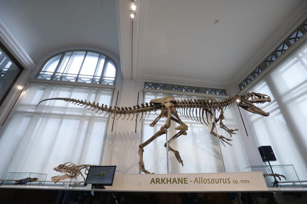 Brussels Museum voor Natuurwetenschappen toont dinosoort die nooit eerder te zien was