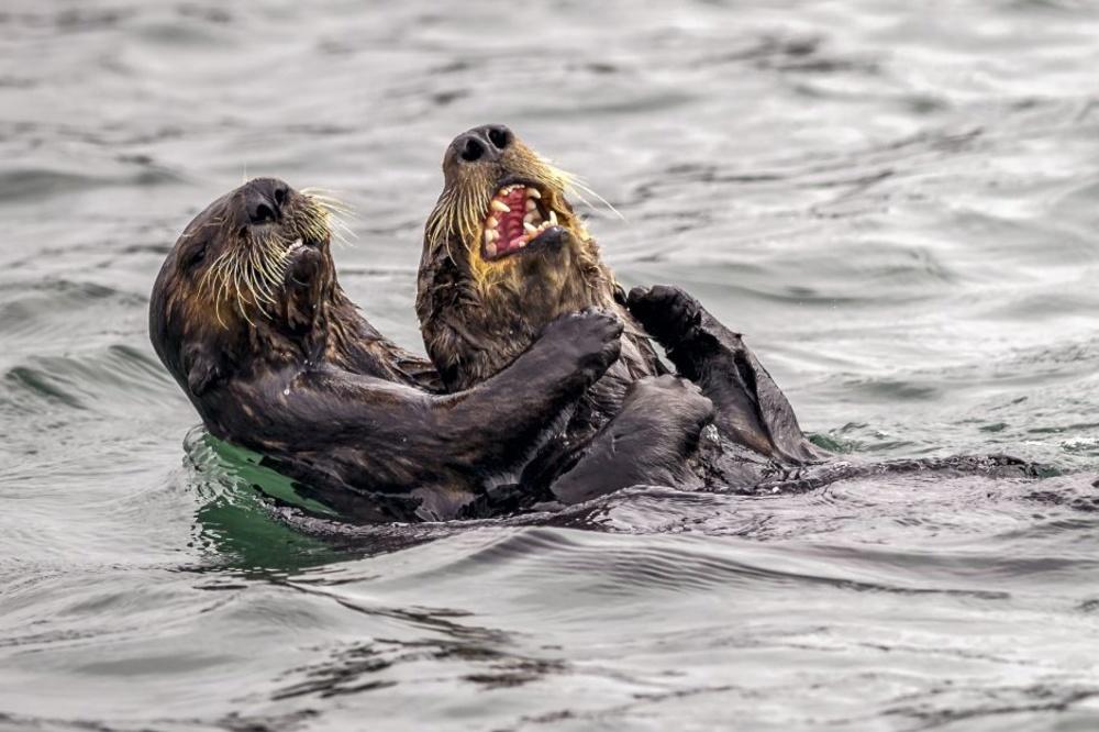 Sea Otter tickle fight