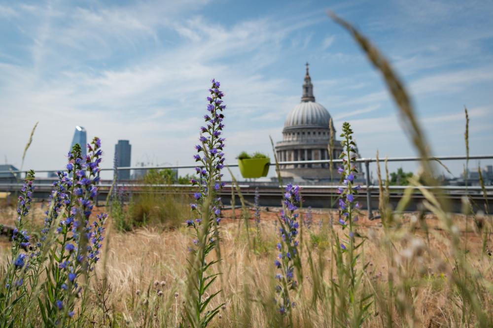 Eversheds Sutherland Vegetable Garden