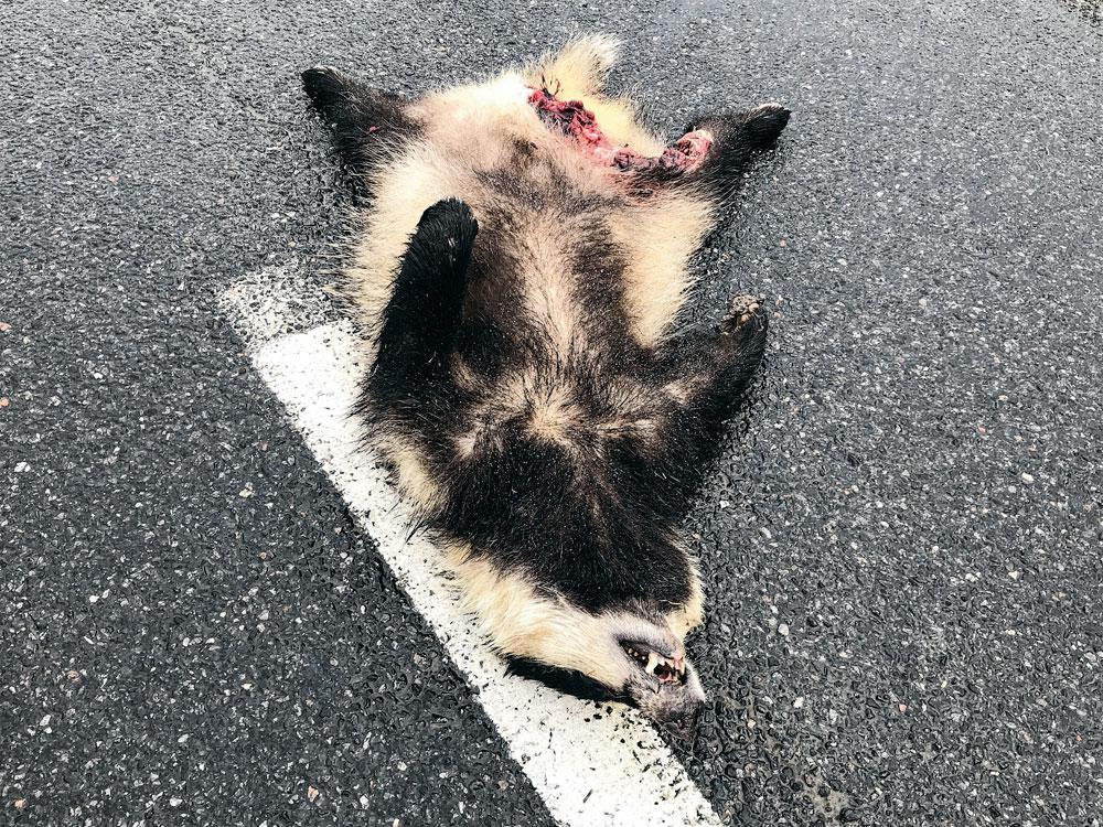 Des photos d'animaux morts sur les routes,  