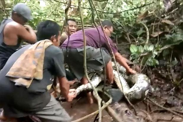 Des villageois indonésiens capturent un python géant de 8 mètres (vidéo)