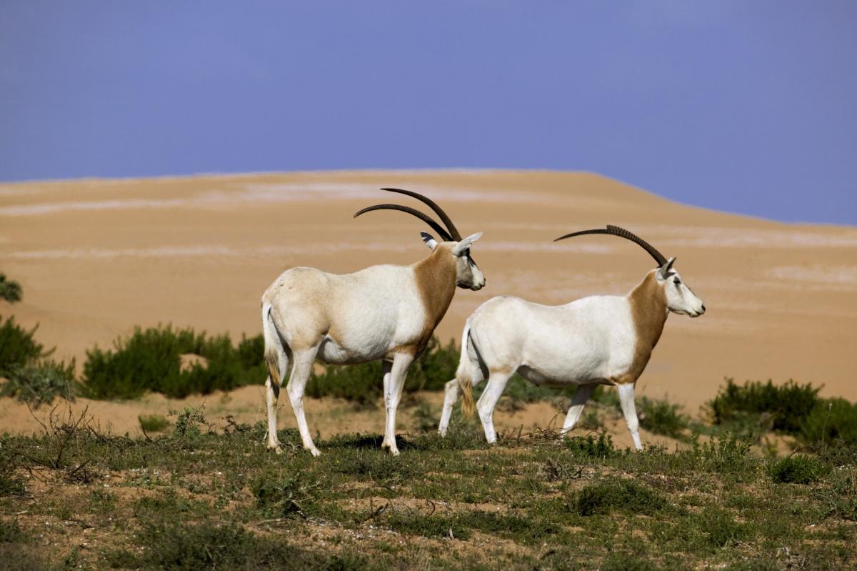 Scimitor oryx
