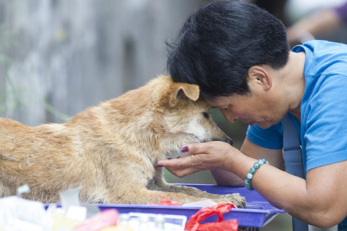 Activisten redden honden op het Yulin Dog Meat Festival. 