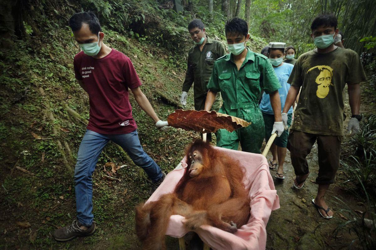 Alain Schroeder met zijn reportage 'Saving Orangutangs'