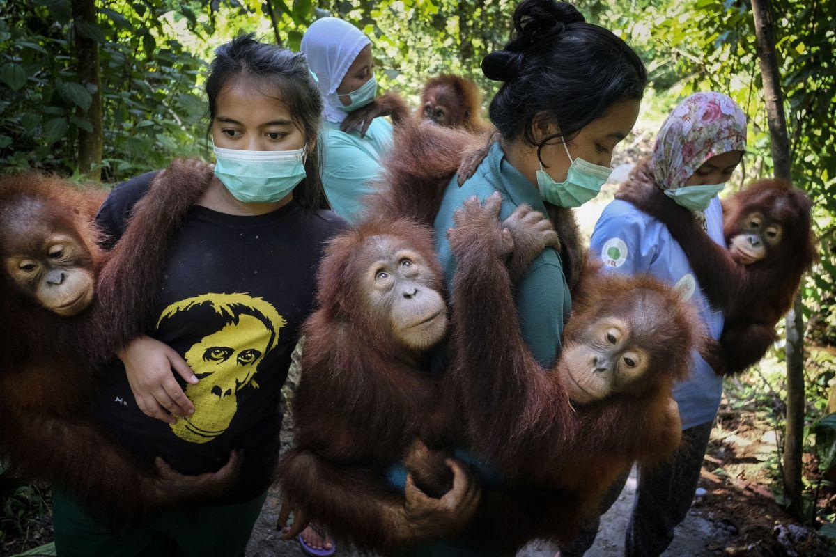 Alain Schroeder met zijn reportage 'Saving Orangutangs'