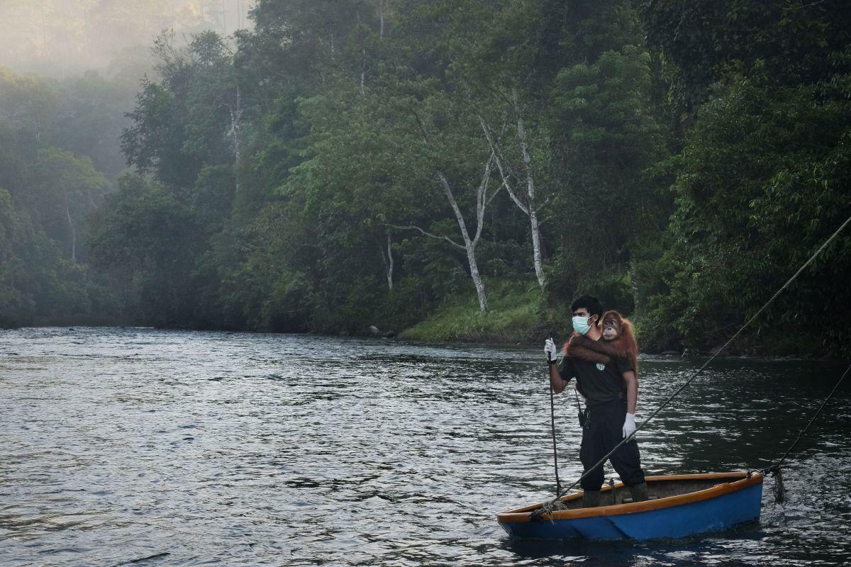 Alain Schroeder met zijn reportage 'Saving Orangutangs'