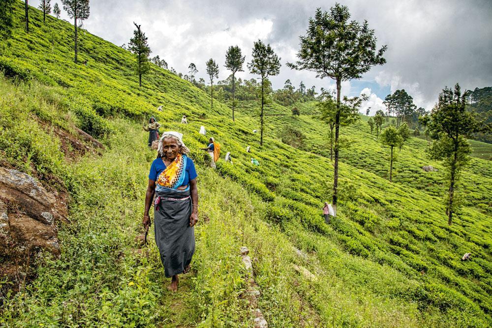 Dans le triangle d'or du Sri Lanka, les Anglais ont importé la culture du thé et les Tamouls indiens pour le récolter. A perte de vue, des plantations émeraude où d'innombrables cueilleuses arrachent les jeunes pousses à longueur de journée.