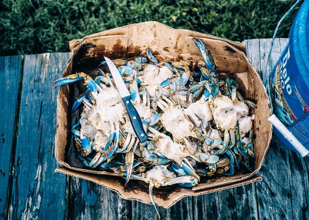 Le crabe bleu est pêché depuis toujours à Tangier. Sa chair tendre est très recherchée par les gastronomes sur toute la côte est des Etats-Unis.