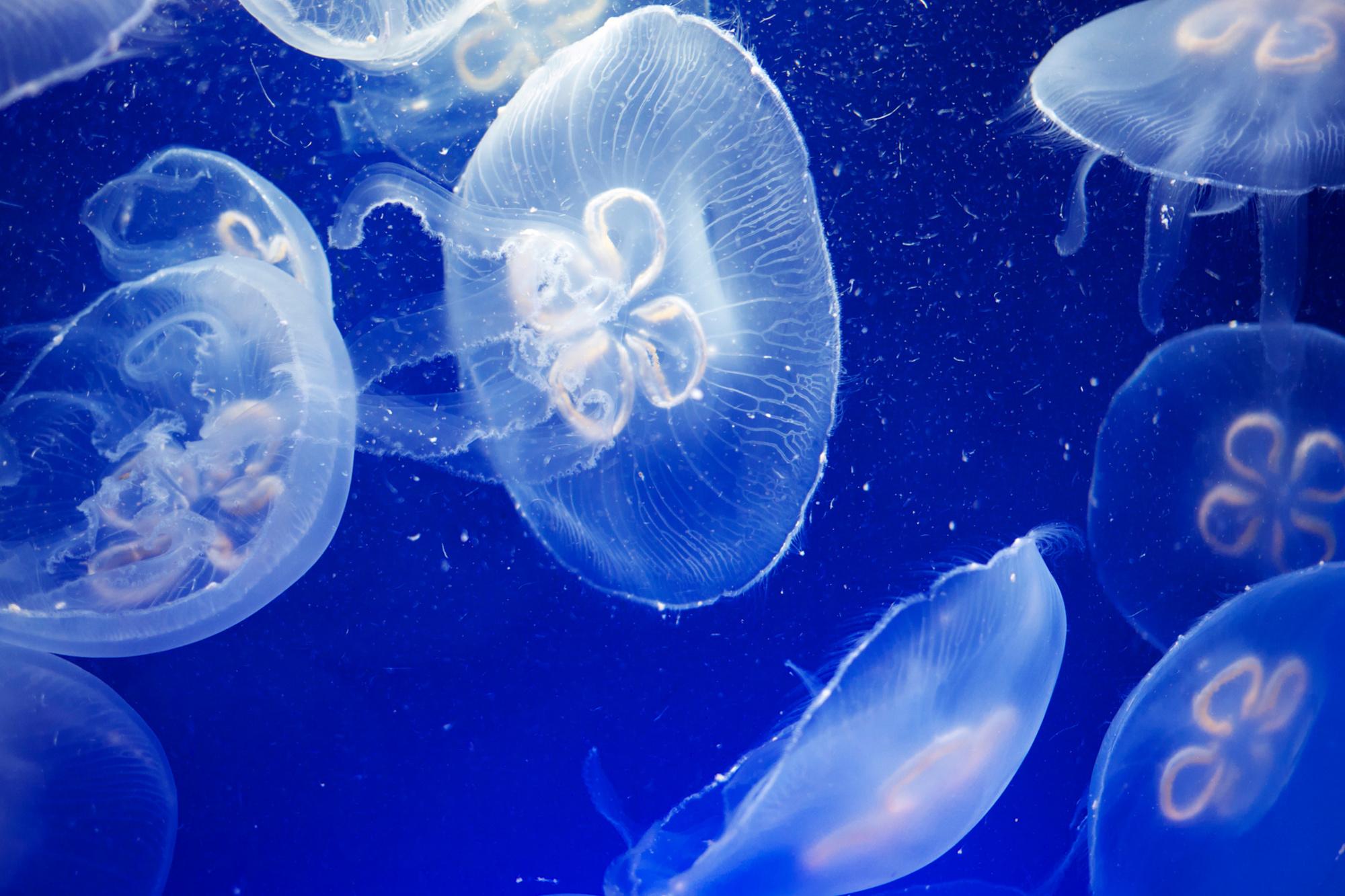 Mer Méditerranée: Vos vacances d'été risquent d'être gâchées par des méduses