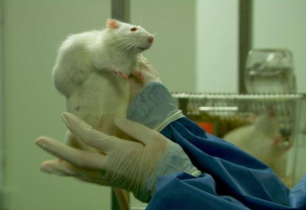En 2012, ces photos de rats déformés par des tumeurs choque l'opinion publique. L'étude du Pr. Gilles-Eric Séralini est l'une des premières à remettre en question la sécurité des produits phytosanitaire agricoles.