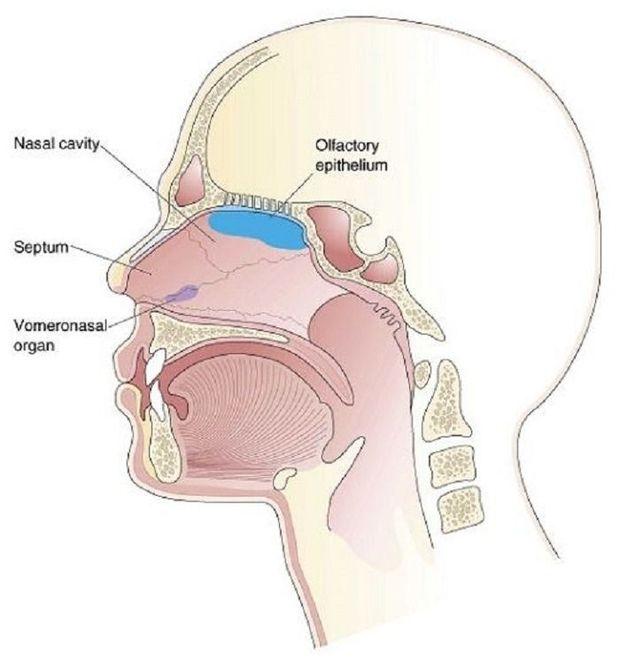 L'organe voméronasal, ou OVN, se situe dans l'aire en violet. La zone consacrée à la détection des odeurs se trouve à l'opposé de la cavité nasale, en bleu.