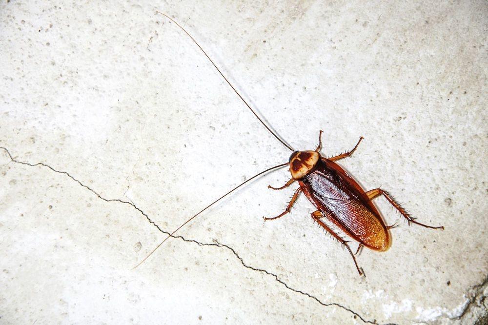 Voici les espèces qui survivront peut-être à