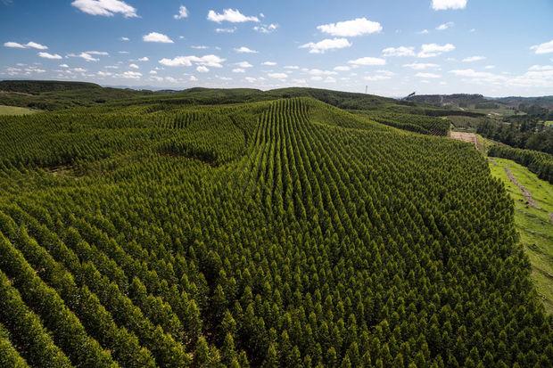 Une reforestation massive pourrait annuler 10 ans d'émissions de CO2