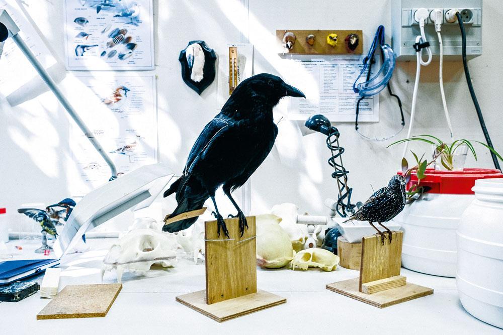 Dans l'atelier des taxidermistes, les plumes des oiseaux sont remises dans leur mouvement naturel, grâce à des fils, des bouts de carton ou des épingles.