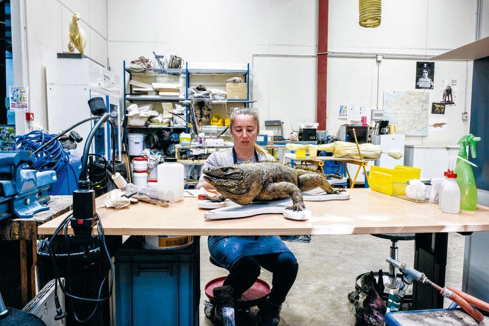 Cette taxidermiste travaille à la restauration d'un iguane, dans un atelier en surface situé à quelques centaines de mètres de la zoothèque. 