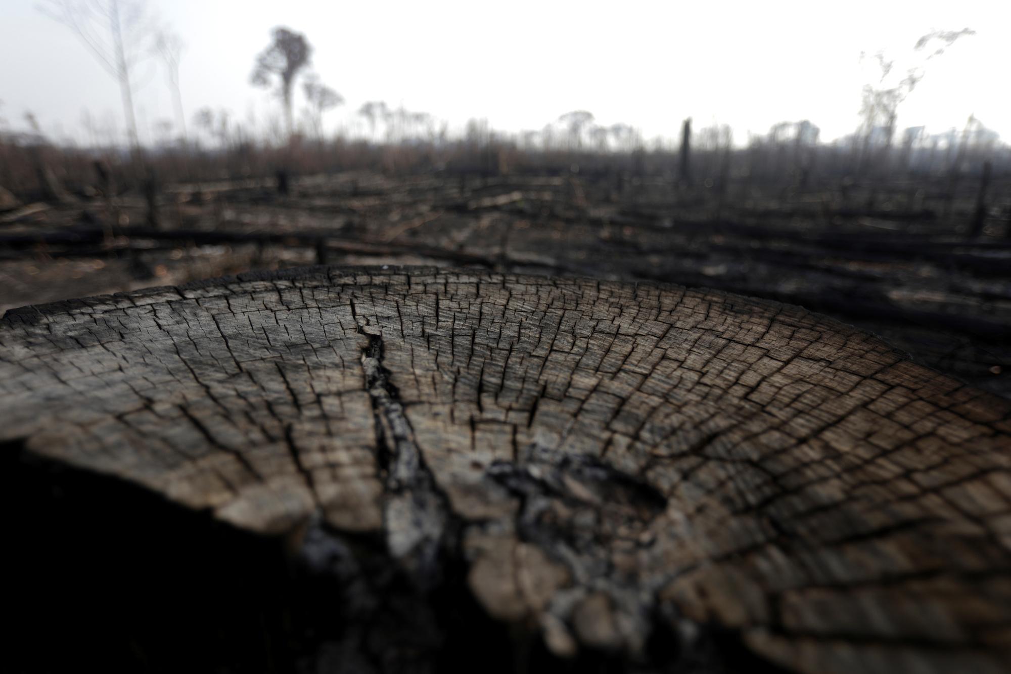 L'Amazonie en feu, un désastre aussi pour l'image du Brésil