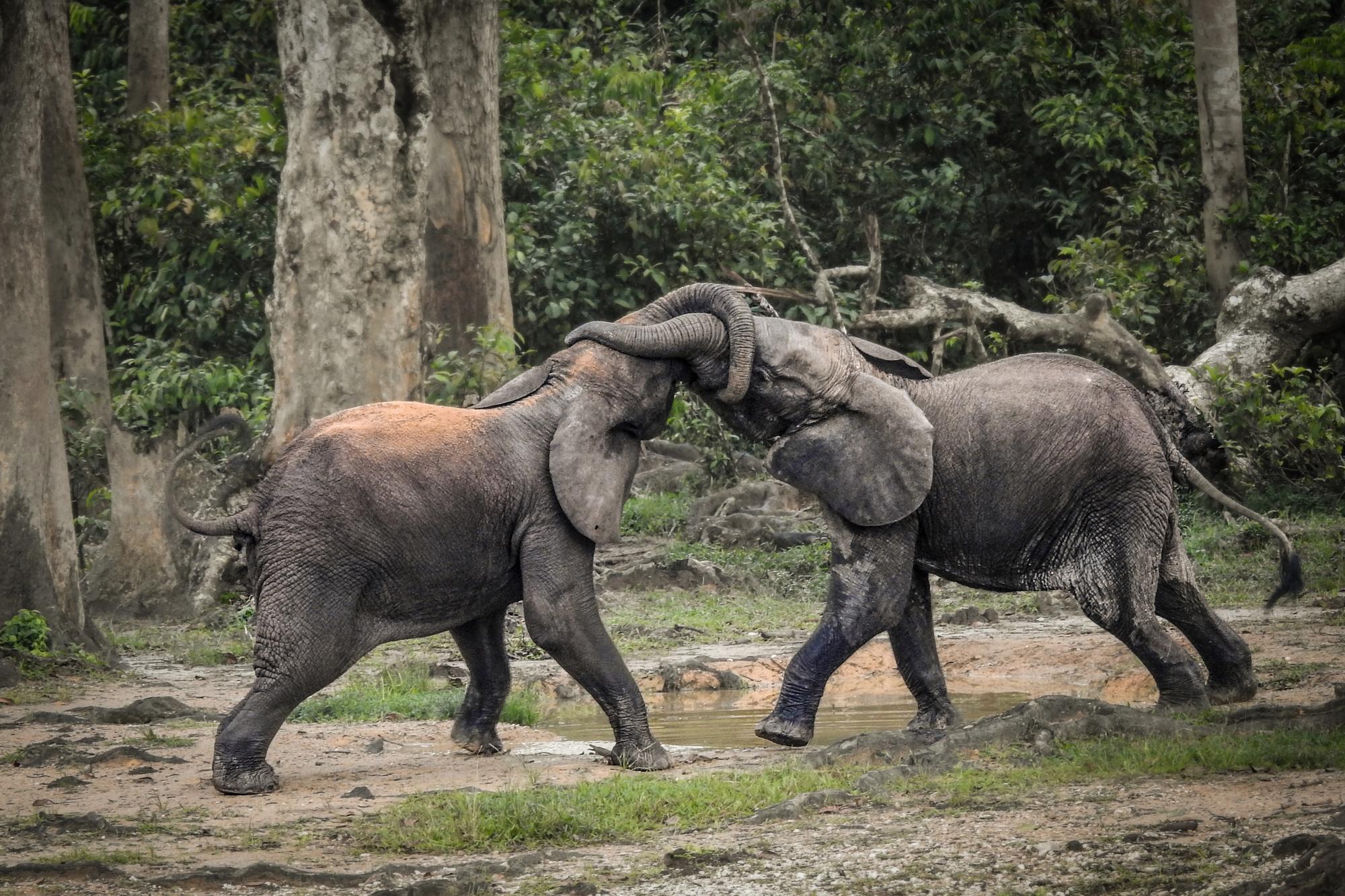 D'anciens chasseurs pygmées tentent de sauver les derniers éléphants de Centrafrique (en images)