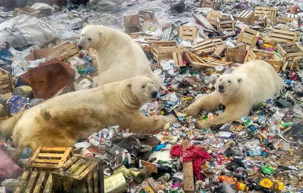 A picture taken on October 31, 2018 shows polar bears feeding at a garbage dump near the village of Belushya Guba, on the remote Russian northern Novaya Zemlya archipelago, a tightly-controlled military area where a village declared a state of emergency in February after dozens of bears were seen entering homes and public buildings. - Scientists say conflicts with ice-dependent polar bears will increase in the future due to Arctic ice melting and a rise of human presence in the area as Moscow bolsters economic and military activity in the Arctic. An 