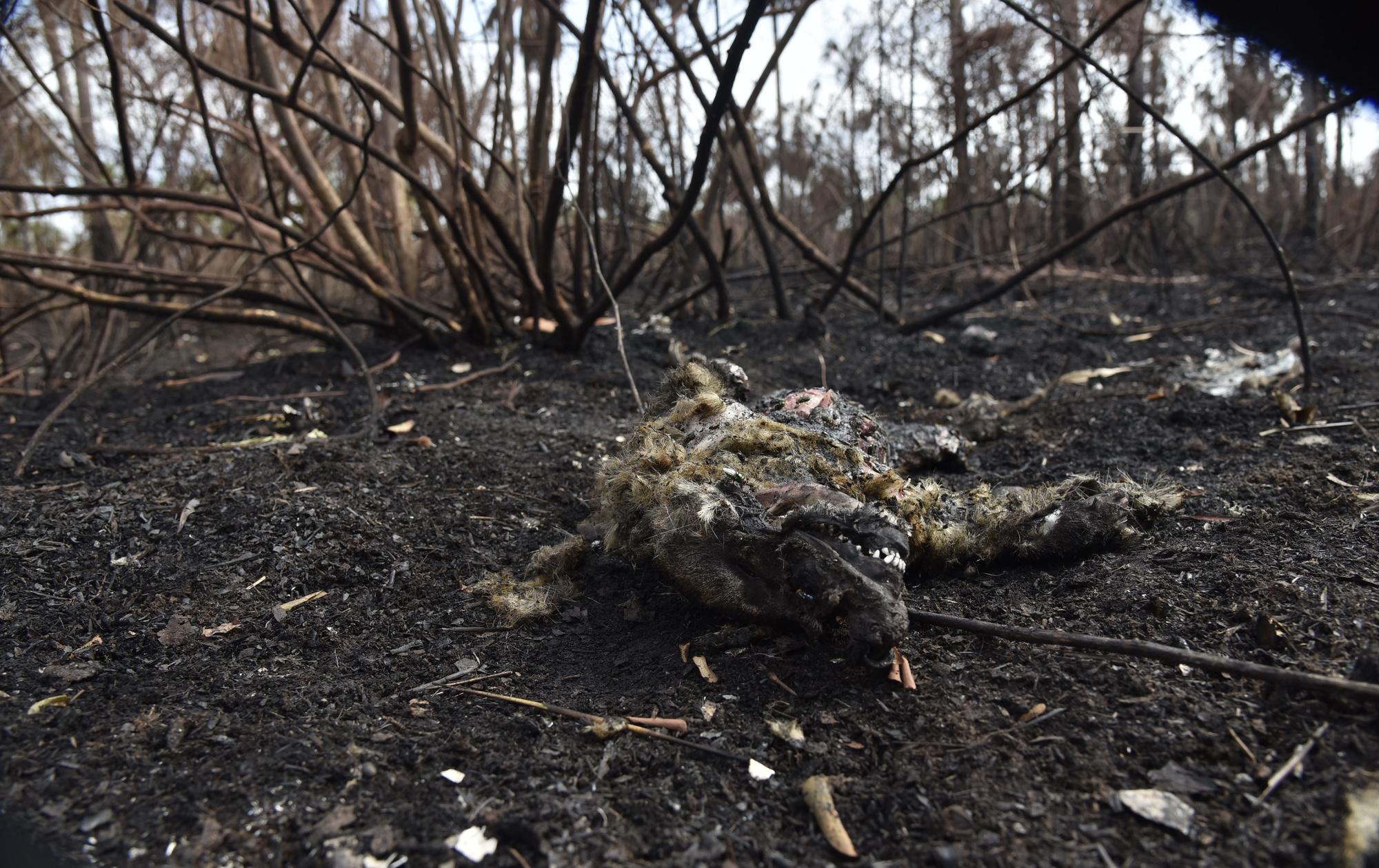 Incendies en Bolivie: pour de nombreux animaux, il est déjà trop tard
