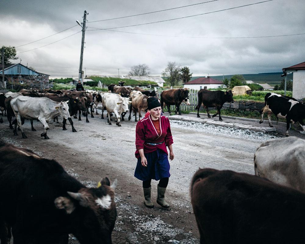 Bergère adjare qui accompagne le retour du troupeau de vaches sur la route principale de Gorelovka en fin de journée.