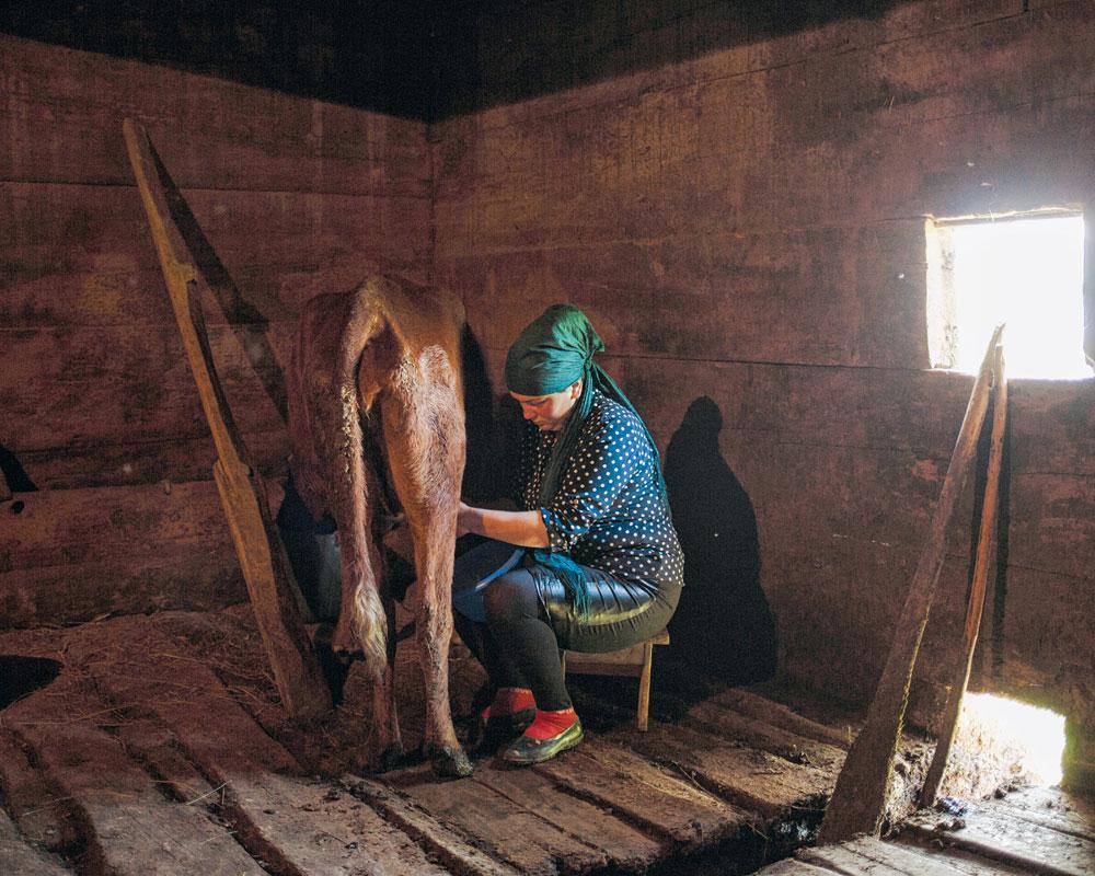 Natia, l'épouse de Ziyal Béridzé, trait une vache dans l'étable située au rez-de-chaussée de l'ancienne maison familiale en bois.