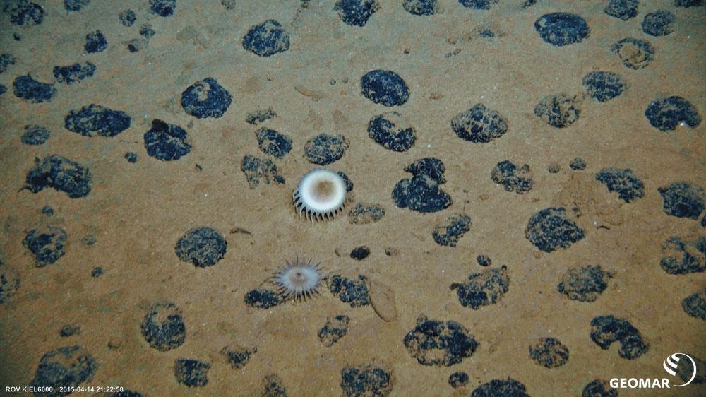 L'habitat des nodules est loin d'être un désert maritime.