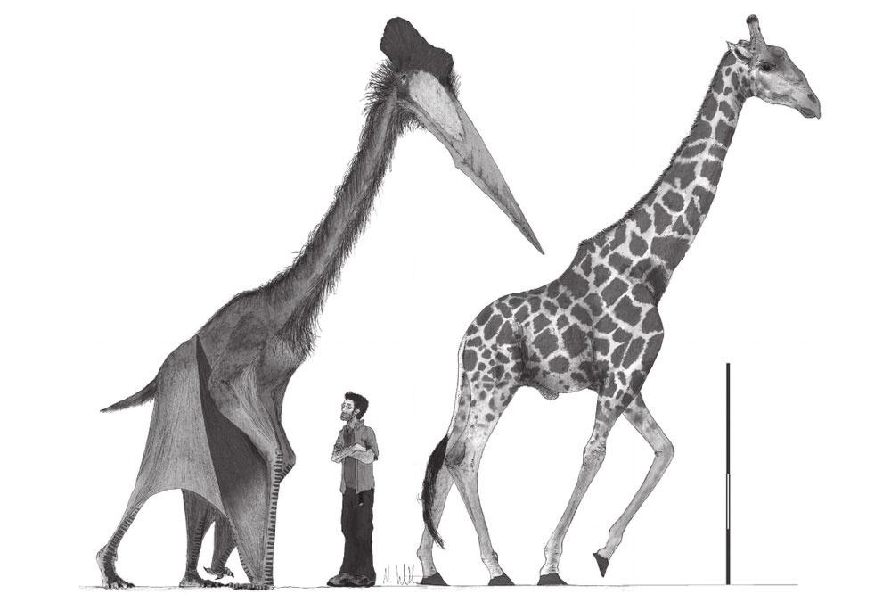 Le Cryodrakon boreas comparé à une girafe et un homme. Source : https://www.researchgate.net/publication/279618696_A_new_approach_to_determining_pterosaur_body_mass_and_its_implications_for_pterosaur_flight