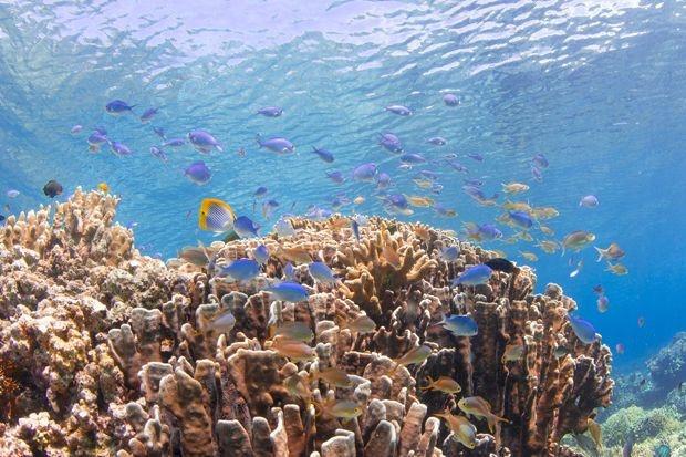 Biodiversité marine: quand les océans manquent d'oxygène