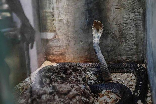 An egyptian cobra rears up using its menacing hood to adopt a defencive posture inside its enclosure on February 14, 2019 at the Bio-Ken Snake Farm in the Kenya's coastal town of Watamu in Kilifi county. (Photo by TONY KARUMBA / AFP)
