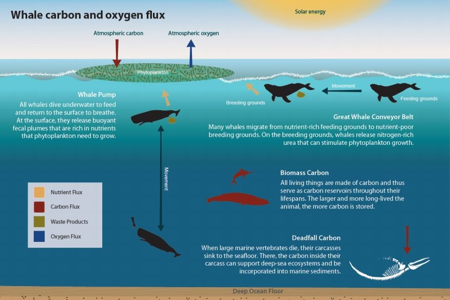 1. La baleine remonte à la surface pour respirer et libère des matières fécales riches en nutriments pour le phytoplancton. 2. Toujours en mouvement, les baleines déplacent les nutriments afin que ceux-ci ne se déposent pas au fond de l'océan. 3. Chaque être vivant sert de réservoir à carbone. 4. En mourant, les carcasses des baleines riches en carbone se déposent au fond de l'océan pour nourrir les écosystèmes des profondeurs.