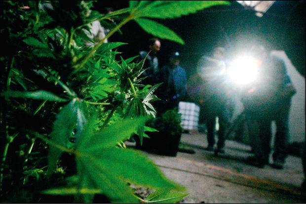 Découverte par la police d'une culture de plants de cannabis à Gilly. Les drogues dures, comme l'héroïne, frappent aussi les jeunes désoeuvrés.