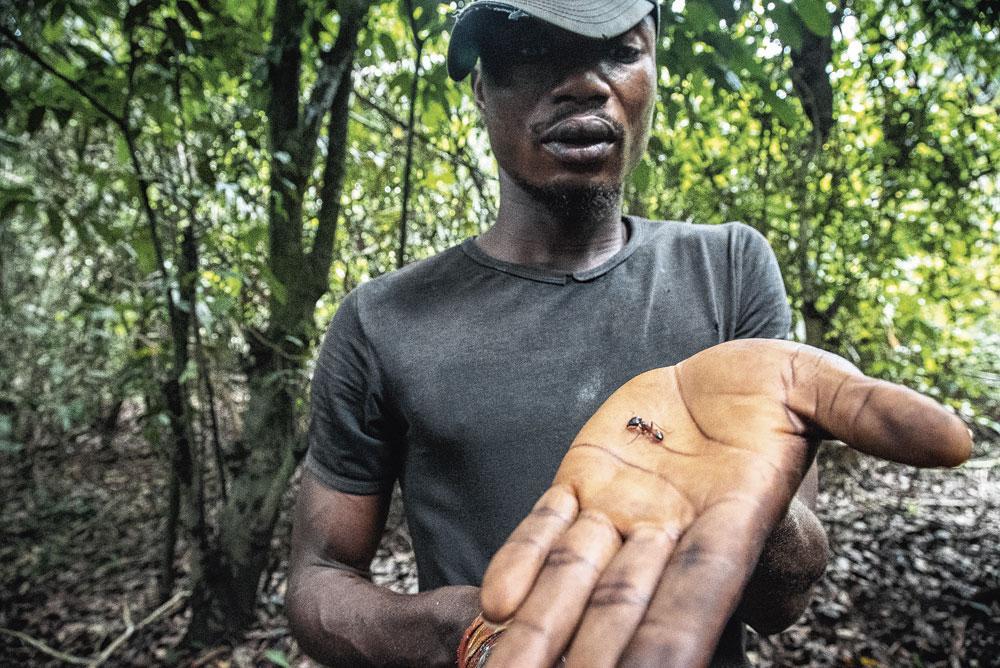 Les tourbières du Congo abritent aussi une incroyable biodiversité d'insectes. Cet écosystème fragile est jusqu'à présent intact et protégé car il est en permanence inondé et difficilement accessible.
