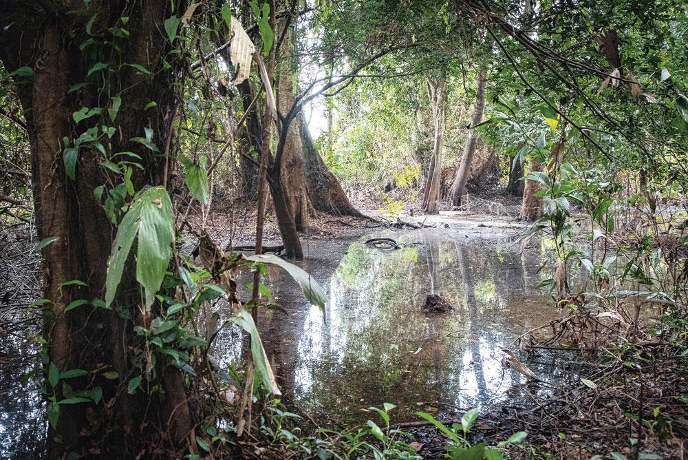 L'agriculture industrielle, l'exploitation forestière et pétrolière font partie des principales causes de la dégradation de la forêt du bassin du Congo. Les tourbières et leur rôle crucial dans la régulation du climat mondial sont menacés.