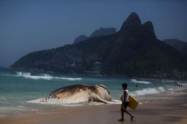 Baleine échouée sur une plage de Rio