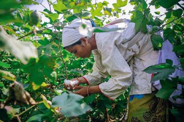 Trois cent mille agriculteurs indiens sont aujourd'hui convertis à la culture durable du coton.