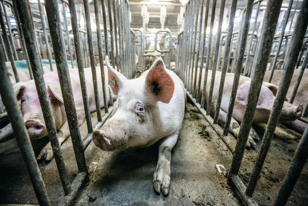 Le débat sur la souffrance animale dans les élevages concentrationnaires rebondit.