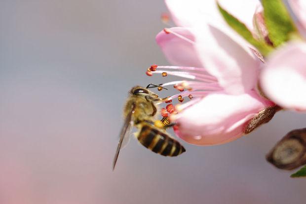 Des études confirment la nocivité pour les abeilles des insecticides néonicotinoïdes