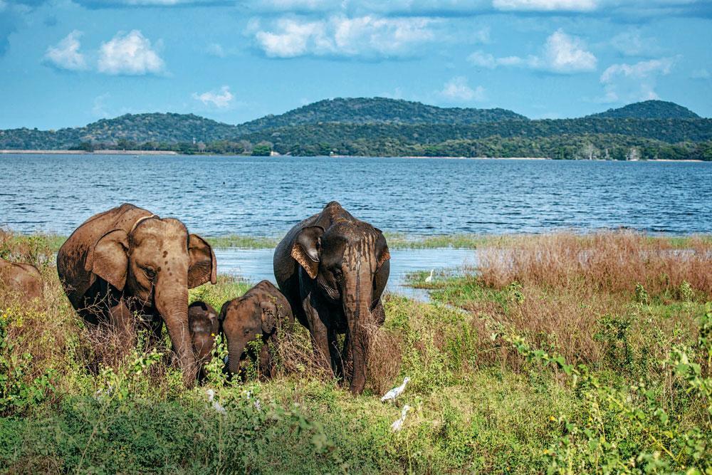 Les éléphants se trouvent partout au Sri Lanka, dans les parcs et au bord des routes.