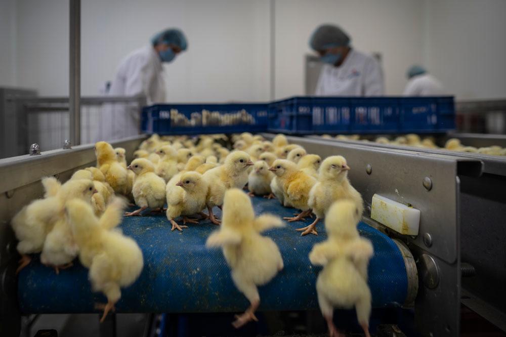 La très courte et triste vie des poulets d'élevage (en images)