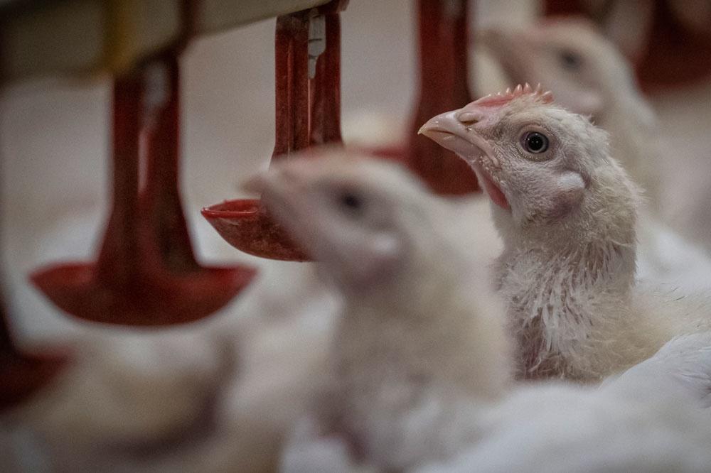 La très courte et triste vie des poulets d'élevage (en images)