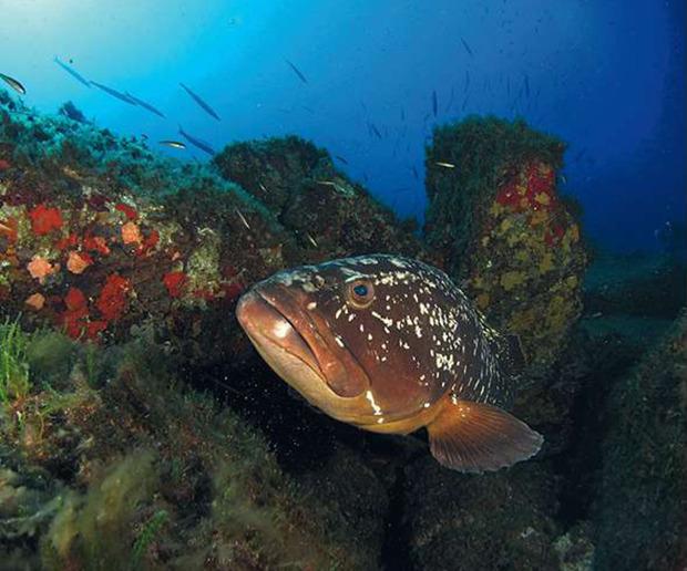 L'emblématique mérou était en voie de disparition au moment de la création du parc marin de Port-Cros. Désormais protégée, l'espèce a aujourd'hui repeuplé les eaux de cette zone.