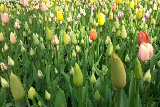 Keukenhof, l'orgie de tulipes