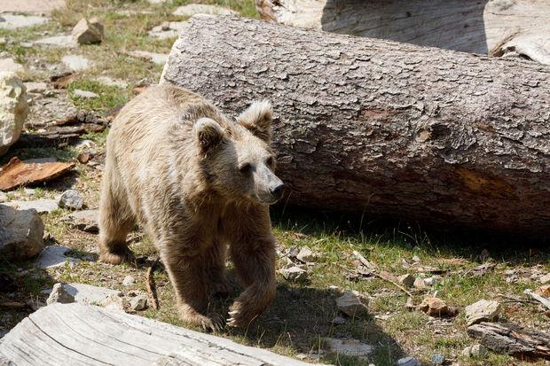 L'ours brun de l'Himalaya (Ursus arctos isabellinus ou ours Isabelle).