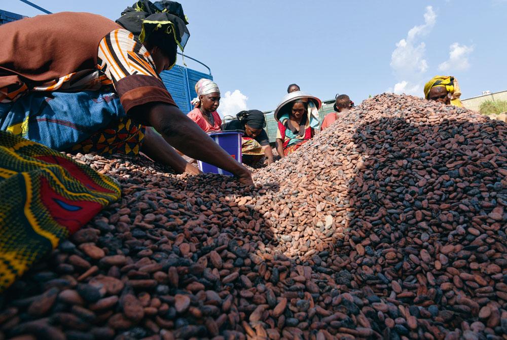 Les recettes fiscales et d'exportation de la Côte d'Ivoire ont été frappées par la chute des cours internationaux du cacao.